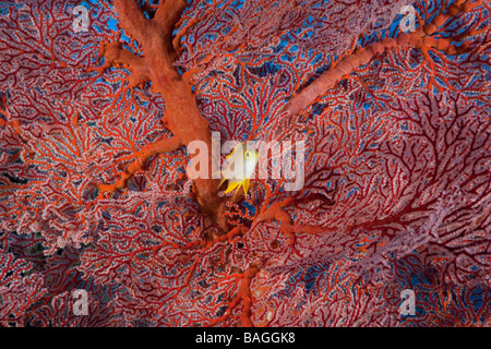 Golden Damsel and Sea Fan Amblyglyphidodon aureus Peleliu Wall Micronesia Palau Stock Photo