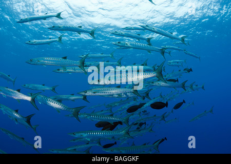 Group of Blackfin Barradudas Sphyraena qenie Blue Corner Micronesia Palau Stock Photo