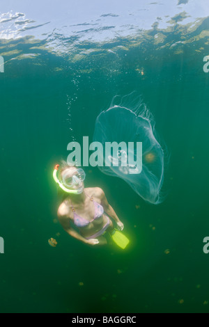 Moon Jellyfish and Skin Diver Aurita aurita Jellyfish Lake Micronesia Palau Stock Photo
