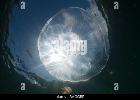 Moon Jellyfish with Backlight Aurita aurita Jellyfish Lake Micronesia Palau Stock Photo