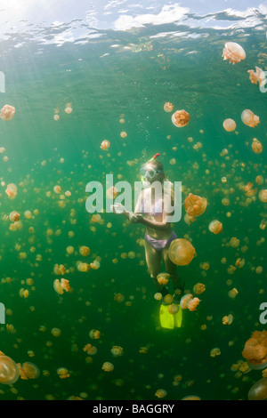 Swimming with harmless Jellyfishes Mastigias papua etpisonii Jellyfish Lake Micronesia Palau Stock Photo