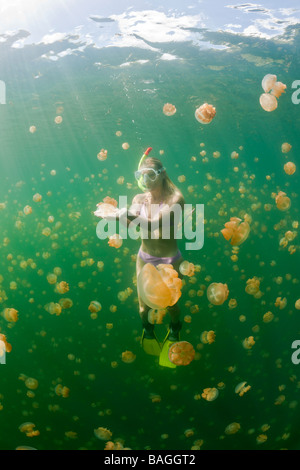 Skin Diving with harmless Jellyfish Mastigias papua etpisonii Jellyfish Lake Micronesia Palau Stock Photo