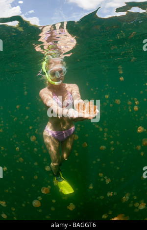 Skin Diving with harmless Jellyfish Mastigias papua etpisonii Jellyfish Lake Micronesia Palau Stock Photo
