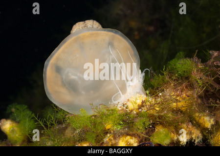 Anemone feed Jellyfish Entacmaea medusivora Mastigias papua etpisonii Jellyfish Lake Micronesia Palau Stock Photo