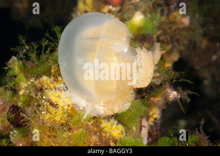 Anemone feed Jellyfish Entacmaea medusivora Mastigias papua etpisonii Jellyfish Lake Micronesia Palau Stock Photo
