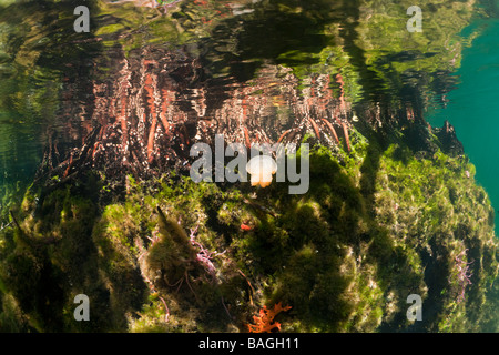 Jellyfish in Mangrove Area Mastigias papua etpisonii Jellyfish Lake Micronesia Palau Stock Photo