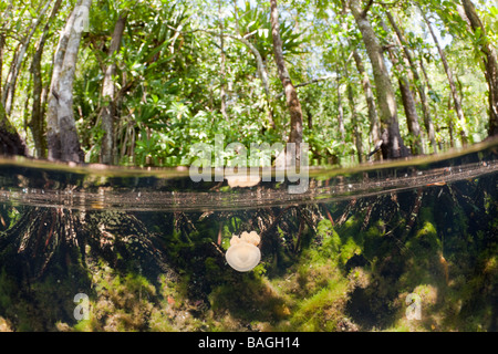 Jellyfish in Mangrove Area Mastigias papua etpisonii Jellyfish Lake Micronesia Palau Stock Photo
