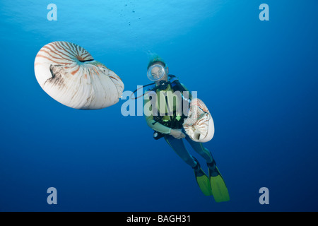 Diver and two Chambered Nautilus Nautilus belauensis Micronesia Palau Stock Photo