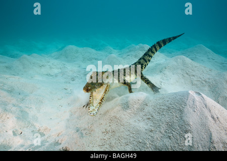 Saltwater Crocodile Crocodylus porosus Micronesia Palau Stock Photo