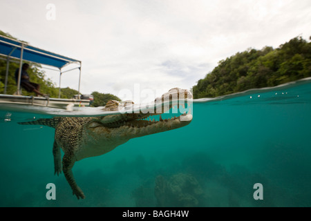 Saltwater Crocodile Crocodylus porosus Micronesia Palau Stock Photo