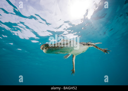 Saltwater Crocodile Crocodylus porosus Micronesia Palau Stock Photo