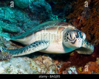 Baby Green Turtle Resting. Stock Photo