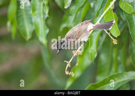 Red Vented Bulbul (Pycnonotus cafer) perched on a mango flower stalk Stock Photo