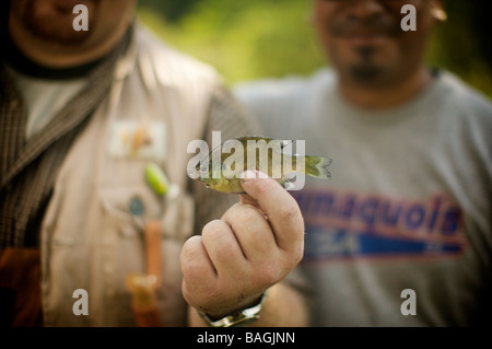 Big fishermen hold teeny tiny little fish they caught while lake and river fishing for trout, crappies, and panfish with worms. Stock Photo