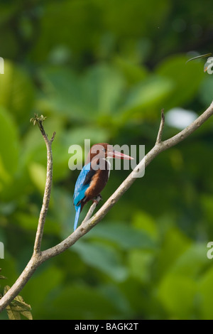 White-throated Kingfisher (Halcyon smyrnensis) also known as the White-breasted Kingfisher or Smyrna Kingfisher Stock Photo