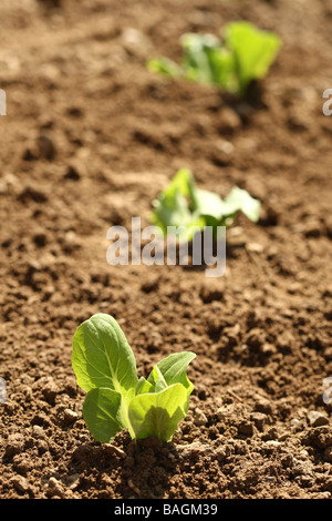 freshly planted lettuce Stock Photo - Alamy