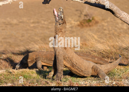 Komodo Dragon (Varanus komodoensis) stretching for meat on a branch Stock Photo