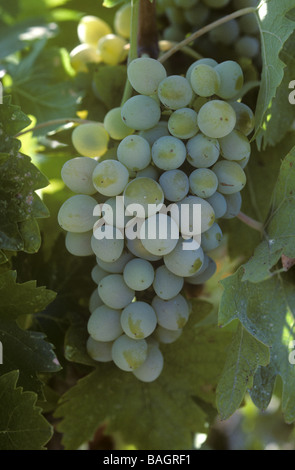 Mature white wine grapes on the grapevine in Tsada Region of Cyprus Stock Photo