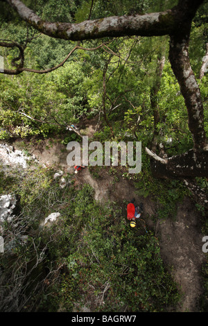 Looking down from high up in a tree at a group of cave explorers entering a cave in the jungle in Borneo Stock Photo