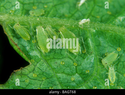 Currant sowthistle aphid Hyperomyzus lactucae on a blackcurrant leaf underside Stock Photo