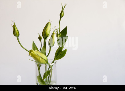 High key image of white Lisianthus flowers in a glass vase Stock Photo