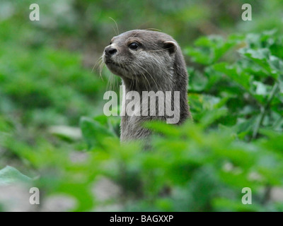 An asian short clawed otter on guard and alert amongst woodland. Stock Photo