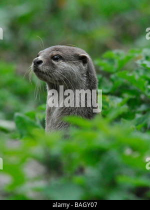 An asian short clawed otter on guard and alert amongst woodland. Stock Photo