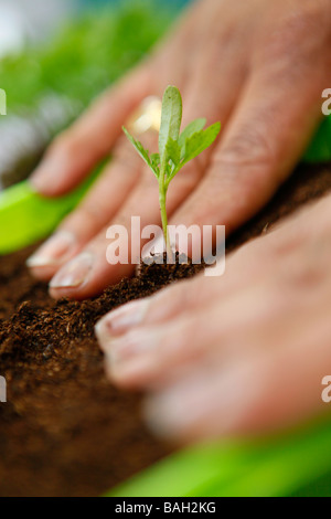 Seedling being planted. Stock Photo
