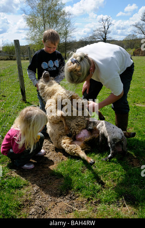 Stock photo of a 9 year old boy holding a sheep whilst his mum holds the newborn lamb onto the teat to feed Stock Photo