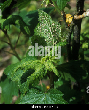 Currant sowthistle aphid Hyperomyzus lactucae and effect of entomopathogenic fungi on blackcurrant Stock Photo