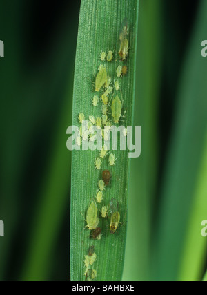 Rose grain aphids Metopolophium dirhodum on a barley leaf with grain ...