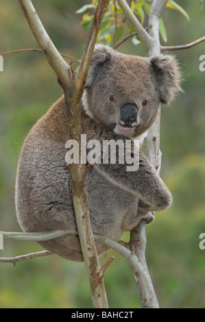 Koala 'Phascolarctos cinereus' on natural eucalypt tree Stock Photo