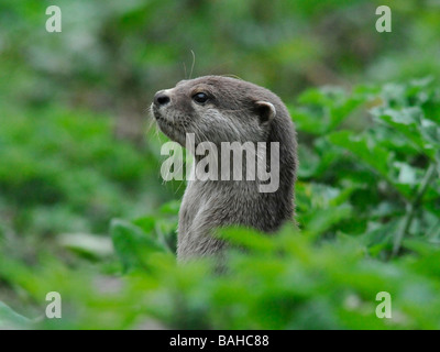 An asian short clawed otter on guard and alert amongst woodland. Stock Photo