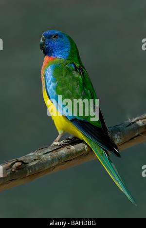 Scarlet-breasted Parrot, 'Neophema pulchella', male, medium sized Australian Grass Parrot Stock Photo