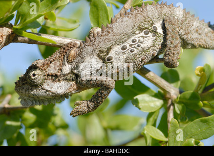 A Dwarf Chameleon (Bradypodion species) sits on the finger of a park ranger. Stock Photo