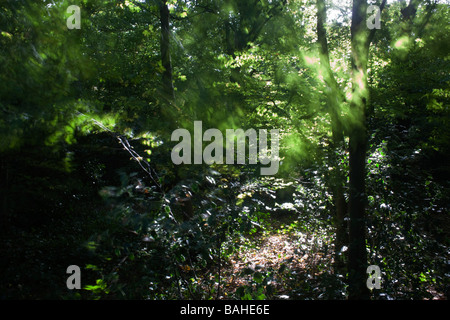 Summer sunlight filters through the old boughs and green foliage of healthy beech trees in the ancient forest of Sydenham Wood Stock Photo