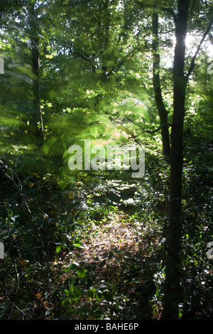 Summer sunlight filters through the old boughs and green foliage of healthy beech trees in the ancient forest of Sydenham Wood