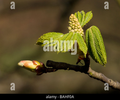 Horse chestnut tree just emerging into leaf and flower Stock Photo