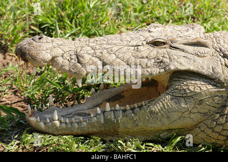 Close-up Of Nile Crocodile Crocodylus niloticus With Open Mouth Showing Teeth In Mkuze Game Reserve, South Africa Stock Photo