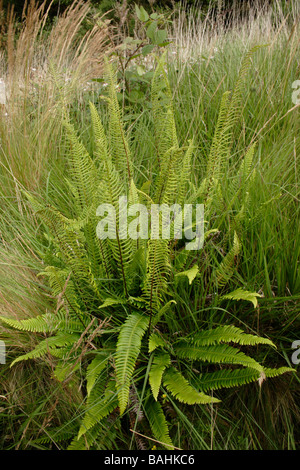 Hard fern Blechnum spicant Blechnaceae on heathland UK Stock Photo
