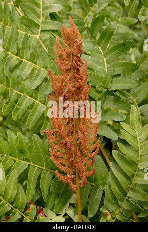 Royal fern Osmunda regalis with sporangia UK Stock Photo