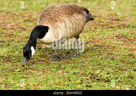 Canada Goose, Branta canadensis, looking for food on a piece of lawn Stock Photo