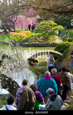 In the Japanese Garden at Brooklyn Botanical New York City Stock Photo