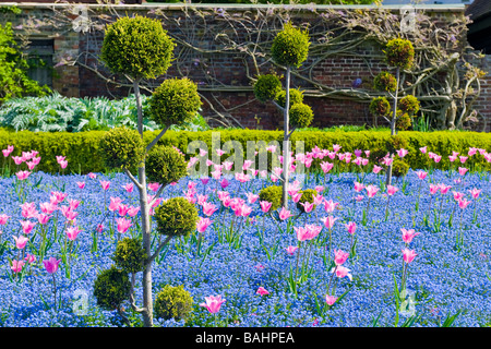 Spring in Golders Hill Park , ornamental gardens with colourful display of tulips , forget-me-not & privet hedges Stock Photo