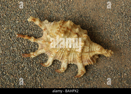 The scorpion conch - Lambis scorpius Stock Photo