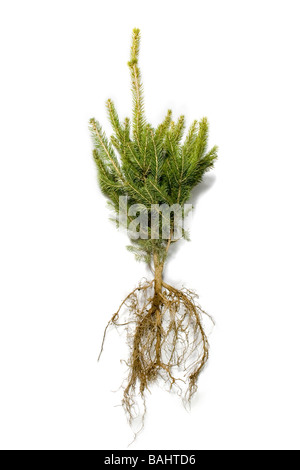Roots of a Spruce tree are exposed on mineral deposits in western ...