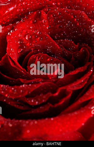 a red rose with water drops, cluse up Stock Photo