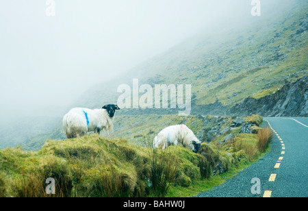 Mountain sheep roam where they want on Connor Pass, near the small town of Dingle Bay, Ireland Stock Photo