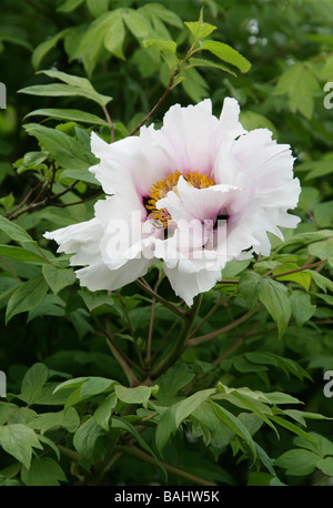 Rock's Peony or Rock's Tree Peony, Paeonia suffruticosa, Paeoniaceae, syn. Paeonia rockii Stock Photo