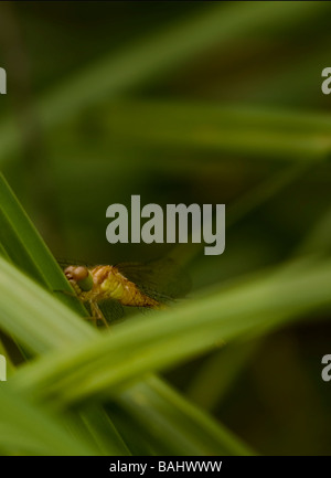 Dragonfly resting on a blade of grass Stock Photo